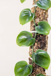 Scindapsus pictus sp. Bengkayang form 5